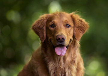 best dog scanner online free