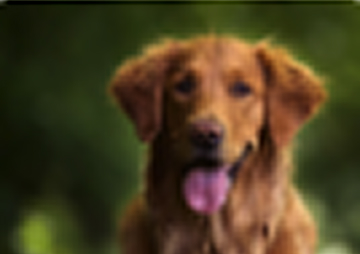 dog breed scanner online